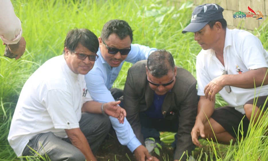 कञ्चन साथी सञ्जालद्वारा २ हजार बृक्षरोपण